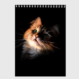 Скетчбук с принтом Зеленоглазый котёнок в Кировске, 100% бумага
 | 48 листов, плотность листов — 100 г/м2, плотность картонной обложки — 250 г/м2. Листы скреплены сверху удобной пружинной спиралью | кот | кошка | прикольные картинки