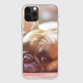 Чехол для iPhone 12 Pro с принтом французский бульдог в Кировске, силикон | область печати: задняя сторона чехла, без боковых панелей | dog | бульдог | друг | собака | язык