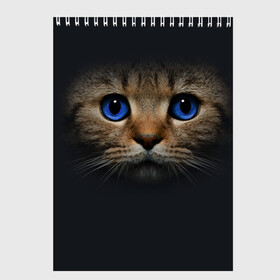 Скетчбук с принтом Кот с синими глазами в Кировске, 100% бумага
 | 48 листов, плотность листов — 100 г/м2, плотность картонной обложки — 250 г/м2. Листы скреплены сверху удобной пружинной спиралью | кот | котенок | кошка | мордочка