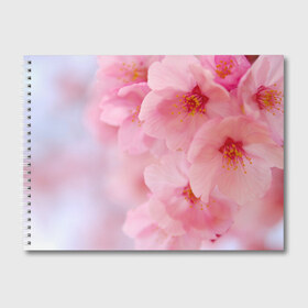 Альбом для рисования с принтом Сакура в Кировске, 100% бумага
 | матовая бумага, плотность 200 мг. | весна | вишня | розовый | цветение | цветы | япония