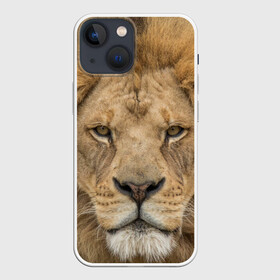 Чехол для iPhone 13 mini с принтом Лев в Кировске,  |  | грива | джунгли | животные | зверь | король | кровь | лев | охотник | хищник | царь