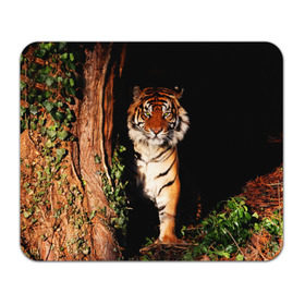 Коврик прямоугольный с принтом Тигр в Кировске, натуральный каучук | размер 230 х 185 мм; запечатка лицевой стороны | дикая кошка | лес | природа | тигр | хищник