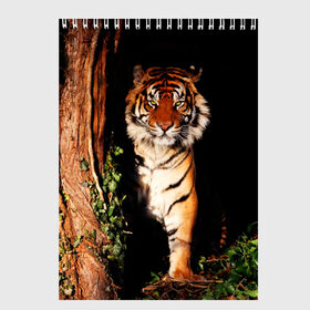 Скетчбук с принтом Тигр в Кировске, 100% бумага
 | 48 листов, плотность листов — 100 г/м2, плотность картонной обложки — 250 г/м2. Листы скреплены сверху удобной пружинной спиралью | дикая кошка | лес | природа | тигр | хищник