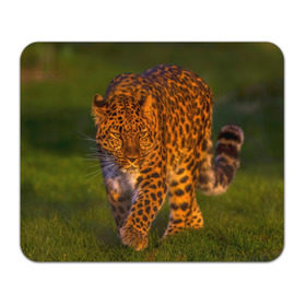 Коврик прямоугольный с принтом Дальневосточный леопард в Кировске, натуральный каучук | размер 230 х 185 мм; запечатка лицевой стороны | 
