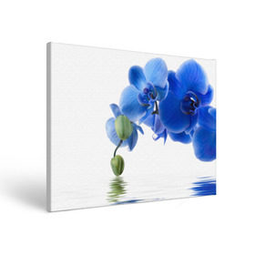 Холст прямоугольный с принтом Веточка орхидеи в Кировске, 100% ПВХ |  | Тематика изображения на принте: ветка | красота | нежность | орхидея | природа | растение | фауна | цветок | цветы