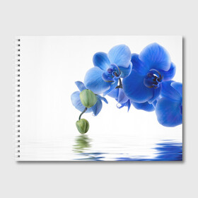 Альбом для рисования с принтом Веточка орхидеи в Кировске, 100% бумага
 | матовая бумага, плотность 200 мг. | ветка | красота | нежность | орхидея | природа | растение | фауна | цветок | цветы