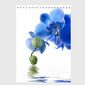 Скетчбук с принтом Веточка орхидеи в Кировске, 100% бумага
 | 48 листов, плотность листов — 100 г/м2, плотность картонной обложки — 250 г/м2. Листы скреплены сверху удобной пружинной спиралью | ветка | красота | нежность | орхидея | природа | растение | фауна | цветок | цветы
