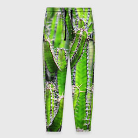 Мужские брюки 3D с принтом Кактус в Кировске, 100% полиэстер | манжеты по низу, эластичный пояс регулируется шнурком, по бокам два кармана без застежек, внутренняя часть кармана из мелкой сетки | кактус | колючки | прикольные картинки | природа | цветочки | цветы