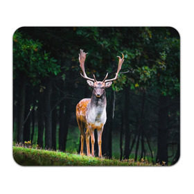 Коврик прямоугольный с принтом Благородный олень в Кировске, натуральный каучук | размер 230 х 185 мм; запечатка лицевой стороны | деревья | лес | олень | природа | рога