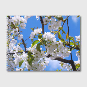 Альбом для рисования с принтом Вишнёвый цвет в Кировске, 100% бумага
 | матовая бумага, плотность 200 мг. | весна | вишня | лепестки | прикольные картинки | цветение | цветы