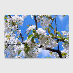 Магнитный плакат 3Х2 с принтом Вишнёвый цвет в Кировске, Полимерный материал с магнитным слоем | 6 деталей размером 9*9 см | Тематика изображения на принте: весна | вишня | лепестки | прикольные картинки | цветение | цветы
