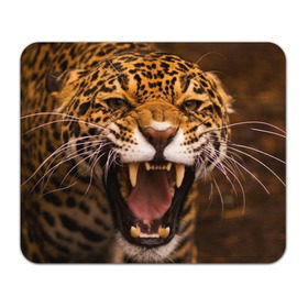 Коврик прямоугольный с принтом Леопард в Кировске, натуральный каучук | размер 230 х 185 мм; запечатка лицевой стороны | Тематика изображения на принте: дикая кошка | клыки | леопард | оскал | хищник
