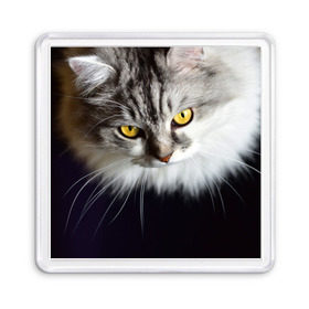 Магнит 55*55 с принтом Жёлтые глаза в Кировске, Пластик | Размер: 65*65 мм; Размер печати: 55*55 мм | взгляд | глаза | голова животного | киска | кот | котёнок | кошка | прикольные картинки