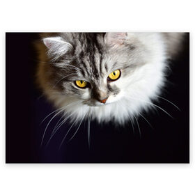 Поздравительная открытка с принтом Жёлтые глаза в Кировске, 100% бумага | плотность бумаги 280 г/м2, матовая, на обратной стороне линовка и место для марки
 | Тематика изображения на принте: взгляд | глаза | голова животного | киска | кот | котёнок | кошка | прикольные картинки