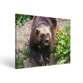 Холст прямоугольный с принтом Росомаха в Кировске, 100% ПВХ |  | Тематика изображения на принте: животные | лес | медведи | охота | природа | туризм