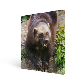 Холст квадратный с принтом Росомаха в Кировске, 100% ПВХ |  | животные | лес | медведи | охота | природа | туризм