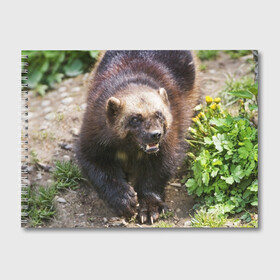 Альбом для рисования с принтом Росомаха в Кировске, 100% бумага
 | матовая бумага, плотность 200 мг. | Тематика изображения на принте: животные | лес | медведи | охота | природа | туризм