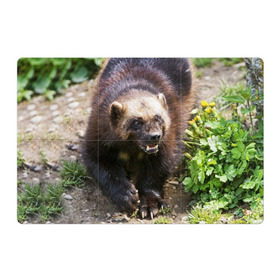 Магнитный плакат 3Х2 с принтом Росомаха в Кировске, Полимерный материал с магнитным слоем | 6 деталей размером 9*9 см | животные | лес | медведи | охота | природа | туризм