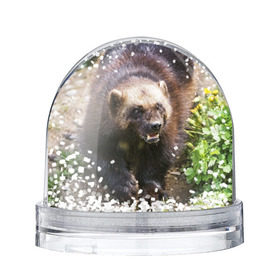 Снежный шар с принтом Росомаха в Кировске, Пластик | Изображение внутри шара печатается на глянцевой фотобумаге с двух сторон | животные | лес | медведи | охота | природа | туризм