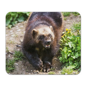 Коврик прямоугольный с принтом Росомаха в Кировске, натуральный каучук | размер 230 х 185 мм; запечатка лицевой стороны | животные | лес | медведи | охота | природа | туризм