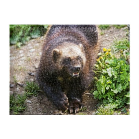 Обложка для студенческого билета с принтом Росомаха в Кировске, натуральная кожа | Размер: 11*8 см; Печать на всей внешней стороне | животные | лес | медведи | охота | природа | туризм