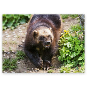 Поздравительная открытка с принтом Росомаха в Кировске, 100% бумага | плотность бумаги 280 г/м2, матовая, на обратной стороне линовка и место для марки
 | животные | лес | медведи | охота | природа | туризм