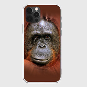 Чехол для iPhone 12 Pro Max с принтом Обезьяна в Кировске, Силикон |  | животные | о.м.с.к. | обезьяна | орангутанг