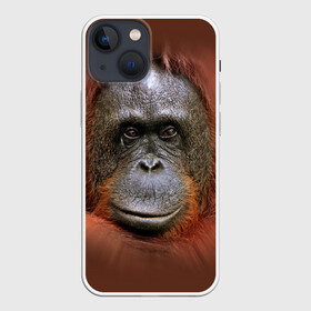 Чехол для iPhone 13 mini с принтом Обезьяна в Кировске,  |  | Тематика изображения на принте: животные | о.м.с.к. | обезьяна | орангутанг