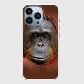 Чехол для iPhone 13 Pro с принтом Обезьяна в Кировске,  |  | животные | о.м.с.к. | обезьяна | орангутанг