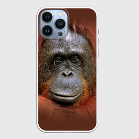 Чехол для iPhone 13 Pro Max с принтом Обезьяна в Кировске,  |  | Тематика изображения на принте: животные | о.м.с.к. | обезьяна | орангутанг