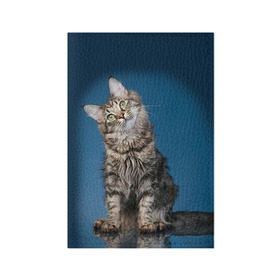 Обложка для паспорта матовая кожа с принтом Мейн-кун 2 в Кировске, натуральная матовая кожа | размер 19,3 х 13,7 см; прозрачные пластиковые крепления | Тематика изображения на принте: кот | котенок | котик | котэ | кошка | мейн кун | мейнкун | мэйн кун | мэйнкун