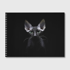 Альбом для рисования с принтом Сфинкс 2 в Кировске, 100% бумага
 | матовая бумага, плотность 200 мг. | Тематика изображения на принте: кот | котенок | котик | котэ | кошка | сфинкс