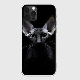Чехол для iPhone 12 Pro с принтом Сфинкс 2 в Кировске, силикон | область печати: задняя сторона чехла, без боковых панелей | Тематика изображения на принте: кот | котенок | котик | котэ | кошка | сфинкс