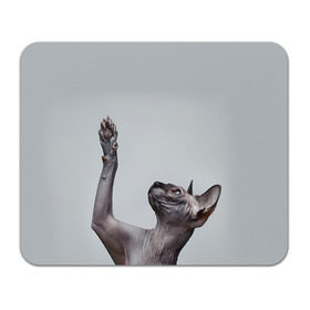 Коврик прямоугольный с принтом Сфинкс 3 в Кировске, натуральный каучук | размер 230 х 185 мм; запечатка лицевой стороны | Тематика изображения на принте: кот | котенок | котик | котэ | кошка | сфинкс