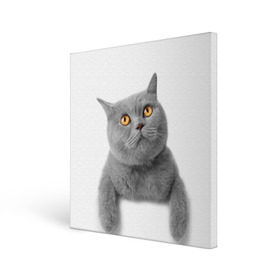 Холст квадратный с принтом Британец 2 в Кировске, 100% ПВХ |  | Тематика изображения на принте: британец | британская | британцы | кот | котенок | котик | котэ | кошка