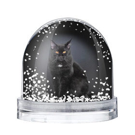 Снежный шар с принтом Мейн-кун 3 в Кировске, Пластик | Изображение внутри шара печатается на глянцевой фотобумаге с двух сторон | кот | котенок | котик | котэ | кошка | мейн кун | мейнкун | мэйн кун | мэйнкун