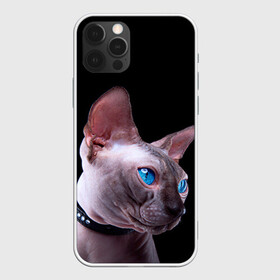 Чехол для iPhone 12 Pro с принтом Сфинкс 6 в Кировске, силикон | область печати: задняя сторона чехла, без боковых панелей | Тематика изображения на принте: кот | котенок | котик | котэ | кошка | сфинкс