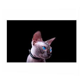 Бумага для упаковки 3D с принтом Сфинкс 6 в Кировске, пластик и полированная сталь | круглая форма, металлическое крепление в виде кольца | кот | котенок | котик | котэ | кошка | сфинкс