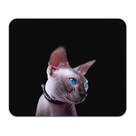 Коврик прямоугольный с принтом Сфинкс 6 в Кировске, натуральный каучук | размер 230 х 185 мм; запечатка лицевой стороны | Тематика изображения на принте: кот | котенок | котик | котэ | кошка | сфинкс