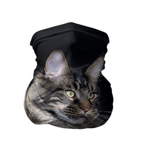 Бандана-труба 3D с принтом Мейн-кун 5 в Кировске, 100% полиэстер, ткань с особыми свойствами — Activecool | плотность 150‒180 г/м2; хорошо тянется, но сохраняет форму | кот | котенок | котик | котэ | кошка | мейн кун | мейнкун | мэйн кун | мэйнкун