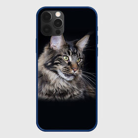 Чехол для iPhone 12 Pro с принтом Мейн-кун 5 в Кировске, силикон | область печати: задняя сторона чехла, без боковых панелей | кот | котенок | котик | котэ | кошка | мейн кун | мейнкун | мэйн кун | мэйнкун