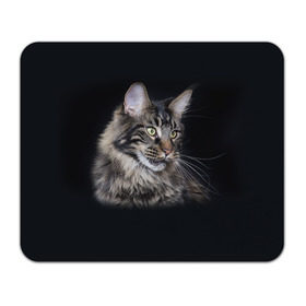 Коврик прямоугольный с принтом Мейн-кун 5 в Кировске, натуральный каучук | размер 230 х 185 мм; запечатка лицевой стороны | Тематика изображения на принте: кот | котенок | котик | котэ | кошка | мейн кун | мейнкун | мэйн кун | мэйнкун