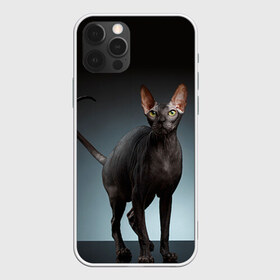 Чехол для iPhone 12 Pro Max с принтом Сфинкс 7 в Кировске, Силикон |  | Тематика изображения на принте: кот | котенок | котик | котэ | кошка | сфинкс