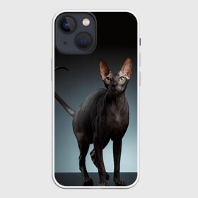 Чехол для iPhone 13 mini с принтом Сфинкс 7 в Кировске,  |  | кот | котенок | котик | котэ | кошка | сфинкс