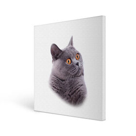 Холст квадратный с принтом Британец 5 в Кировске, 100% ПВХ |  | Тематика изображения на принте: британец | британская | британцы | кот | котенок | котик | котэ | кошка