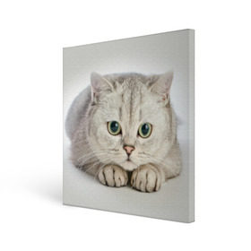 Холст квадратный с принтом Британец 6 в Кировске, 100% ПВХ |  | Тематика изображения на принте: британец | британская | британцы | кот | котенок | котик | котэ | кошка