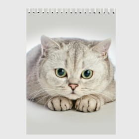 Скетчбук с принтом Британец 6 в Кировске, 100% бумага
 | 48 листов, плотность листов — 100 г/м2, плотность картонной обложки — 250 г/м2. Листы скреплены сверху удобной пружинной спиралью | британец | британская | британцы | кот | котенок | котик | котэ | кошка