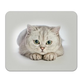 Коврик для мышки прямоугольный с принтом Британец 6 в Кировске, натуральный каучук | размер 230 х 185 мм; запечатка лицевой стороны | британец | британская | британцы | кот | котенок | котик | котэ | кошка