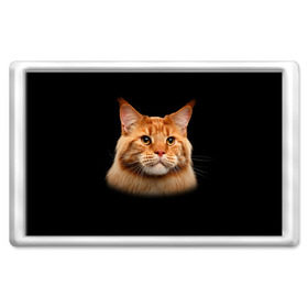 Магнит 45*70 с принтом Мейн-кун 6 в Кировске, Пластик | Размер: 78*52 мм; Размер печати: 70*45 | Тематика изображения на принте: кот | котенок | котик | котэ | кошка | мейн кун | мейнкун | мэйн кун | мэйнкун