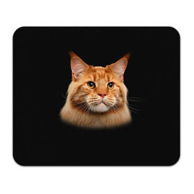 Коврик прямоугольный с принтом Мейн-кун 6 в Кировске, натуральный каучук | размер 230 х 185 мм; запечатка лицевой стороны | Тематика изображения на принте: кот | котенок | котик | котэ | кошка | мейн кун | мейнкун | мэйн кун | мэйнкун